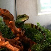 Photo #227766 de Zigouille