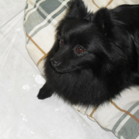 Photo #227772 de Aska