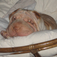 avril_2007_004