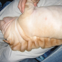 Photo #227799 de Seiya