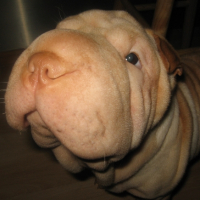 Photo #227805 de Seiya