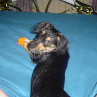 Photo #227814 de Virgule