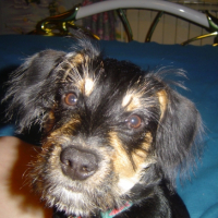 Photo #227816 de Virgule