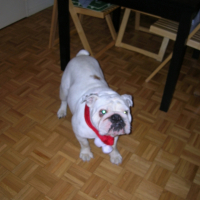 Photo #227822 de Bimbo kaya