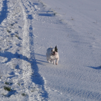Photo #227912 de Dobby