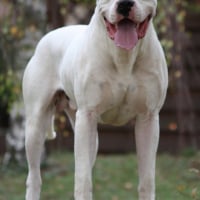 Photo #227914 de Cassius