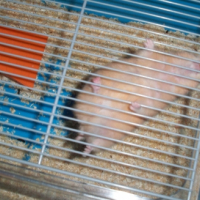 Photo #227946 de Pinki