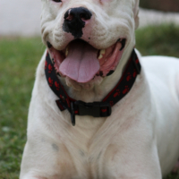 Photo #227979 de Cassius