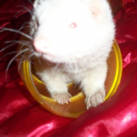 Photo #227984 de Rubis