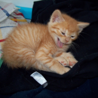 Photo #227996 de Iago