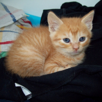 Photo #227999 de Iago