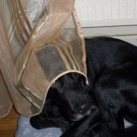 Photo #228002 de Aramis