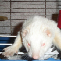 Photo #228025 de Rubis