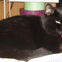 Photo #228051 de Chipie