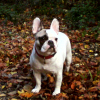 DOUDIE DANS LA FORET
