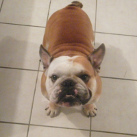 Photo #228088 de Chikie-boom