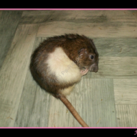 Photo #228099 de Nezumi