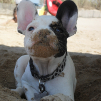 Photo #228127 de Nala