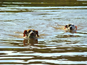 je nage trop bien avec ma copine Briska - Jack Russell Terrier