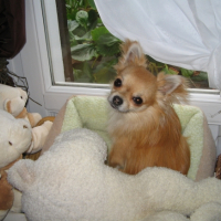 Photo #228148 de Cisko