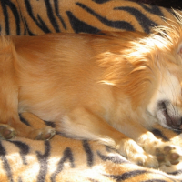 Photo #228166 de Cisko