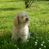 reglisse