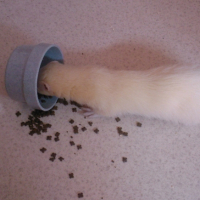 Photo #228246 de Abysse