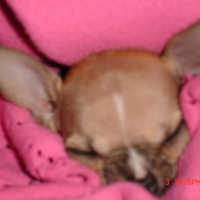 Photo #228272 de Cidney