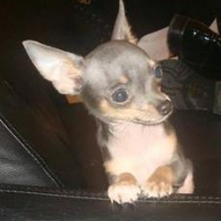 Photo #228327 de Aron