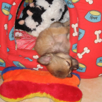 Photo #228419 de Cisko