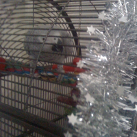 Photo #228423 de Coco