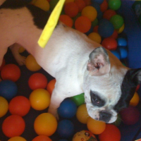 Photo #228453 de Dora