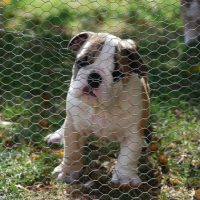Photo #228470 de Douglas
