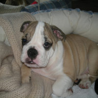 Photo #228471 de Douglas