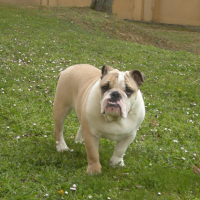 Photo #228475 de Douglas