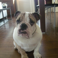 Photo #228477 de Douglas