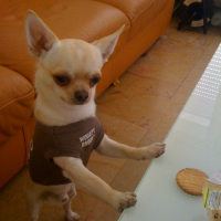 Photo #228482 de Gucci