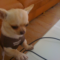 Photo #228483 de Gucci