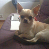 Photo #228486 de Gucci