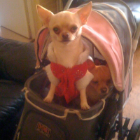 Photo #228487 de Gucci