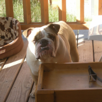 Photo #228489 de Douglas