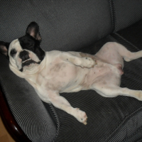 Photo #228492 de Corrado