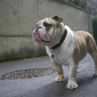 Photo #228493 de Douglas