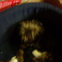 Photo #228497 de Calice