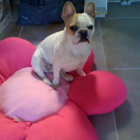 Photo #228501 de Canelle