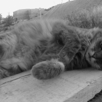 Photo #228514 de Tyson