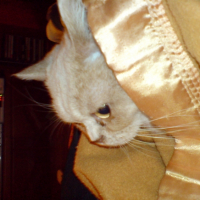 Photo #228517 de Pom pom