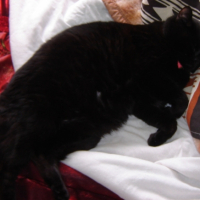 Photo #228524 de Chipie