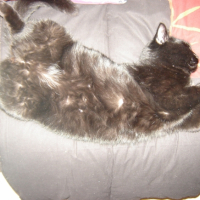 Photo #228525 de Chipie
