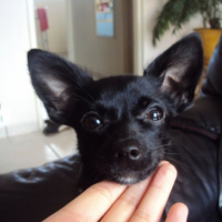 Photo #228558 de Elya